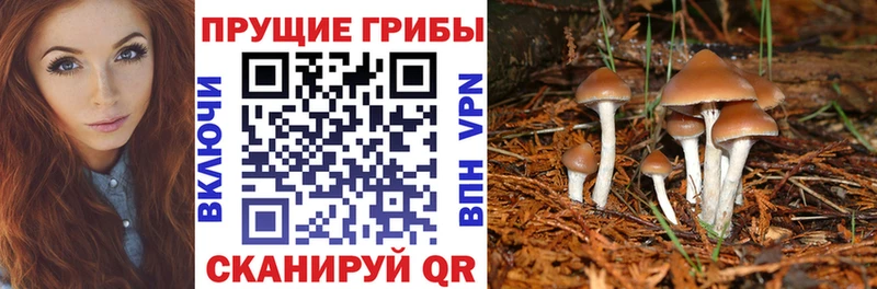 Галлюциногенные грибы Psilocybine cubensis  Туринск 